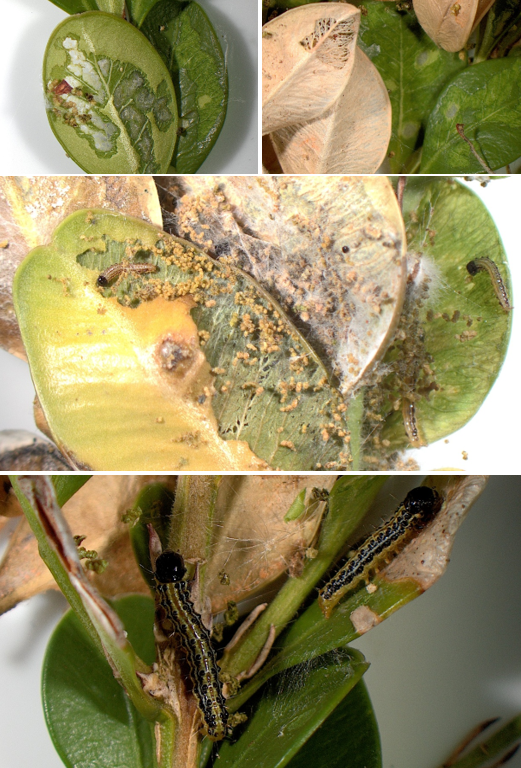 (Top left and right) Chewing damage and leaf browning from box tree moth caterpillar feeding. (Center) Early instar of box tree moth caterpillars, their damage, webbing and frass. (Bottom) Later instar caterpillars. 